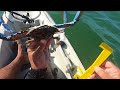 BLUE CRABS FROM MY HOBIE KAYAK