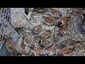 The Most Colorful Birds in 4K - Beautiful Birds Sound in the Forest | Bird Melodies