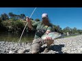 American river Shad Fishing