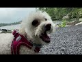 강아지와 함께하는 여행 | 반려견과 함께하는 나들이 | 애견동반 여행 | Minnewaska State Park Hiking with My Dogs