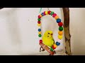 1 minute of Budgies life, Birds for cats to watch Parakeet sounds #budgies #parakeet #parrot