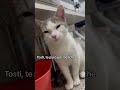 Gato llora al ver cómo se corta la cebolla #gatos #gato #viral #humor #parati #cat #cats