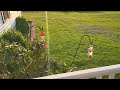 Hummingbirds Fighting Over Food