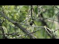 Ruby Throated Hummingbird, Fletcher Wildlife Garden