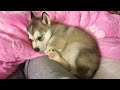 Impossibly Cute Husky Puppy: Wolfie's First Week