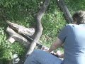 Dad chainsaws a large tree branch