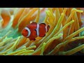 Aquarium 4K VIDEO (ULTRA HD) 🐠 Beautiful Coral Reef Fish - Relaxing Sleep Meditation Music #143