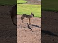 coyote y correcaminos