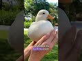 Accidentally became a Duck Mom #duck #animals #foryou #pet #cute