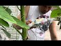 Avocado grafting/first try #japanlife #viralvideo #trending #fruitgrafting