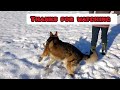 German Shepherds love the snow ❄️