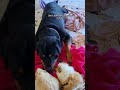 Rottweiler Thinks Guinea Pigs Are Her Babies ❤️ | The Dodo