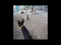 🤣😆 You Laugh You Lose Dogs And Cats 😂😘 Funny Animal Videos 2024 #17
