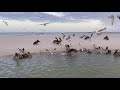 Pelicans, Seagulls, and Other Shorebirds Feeding at North Naples, FL Beach