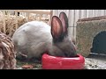 Music for Rabbits with Anxiety - Relaxing Lullabies