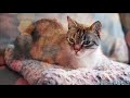 [MY CAT HARP MUSIC] 고양이 진정을 위한 부드러운 하프 소리, 고양이 자장가(Soft harp sounds for cat soothing,猫ハーフ音楽)