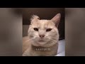 Funniest Cats And Dogs Videos 2024😛You Laugh You Lose 🐶