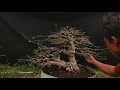 TEHNIK/CARA MERAPETKAN RANTING BONSAI ILENG ILENG(MANGSIAN) Philanthus Rethiculatus Poir