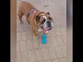 ENGLISH BULLDOG !  Can't Wait To Own An English Bulldog # 02|  2020 | Animal Lovers