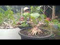 CEK HARGA BONSAI KUALITAS PETARUNG