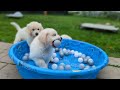 Golden Retriever puppies birth-8 weeks + exciting announcement (The Bumblebee Litter)