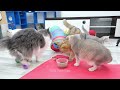 New Funny Cats and Dogs Videos 😹🐶 Funniest Animals 😁 Part 12