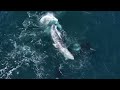 Over 30 Killer Whales attacking 2 ADULT Gray Whales
