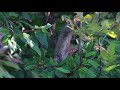 Coopers Hawk Hunting Grey Squirrel