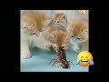 😻When God sends you funny dogs and cats 😂 Funniest cat ever 🐶#5 #cat #dog