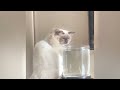 Silly Cats Caught in the Act 😆😹 Funny Cats Videos 2024 😍🤣