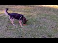 German Shepherd playing in France.