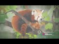 invideo ai 1080 The Red Panda's Secret  Unveiling the Il 2023 12 17