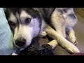 Husky ANNOYED With His NAN For Daring To MOVE Him!