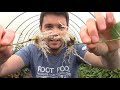 How to Root Blueberry Bushes from Cuttings | Propagating Softwood Cuttings of Blueberry Plants