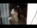 Kitten wants outside cute and funny