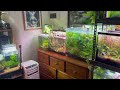 Are Snails in your Aquarium a Good Idea?