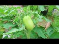 Grow tomatoes for your family with this method, you won't have to buy tomatoes anymore