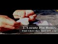 How to Fillet Walleye (Pickerel)