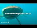 Diving with Bronze Whaler sharks in South Africa