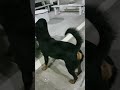 playful Rottweilers