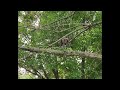 Coco Loves Climbing Trees