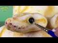 This Snake is Actually a CAKE! 😱