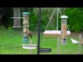 Cat TV for Cats to Watch 🕊️ Birds Feast at the Bird Feeders 🕊️ Squirrels & Birds For Cats (4K HDR)