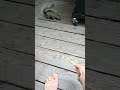 Squirrel-Chipmunk Gridlock