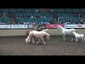 Liberty with 6 Horses - Dan James - Night of the Horse 2018 - Del Mar National Horse Show