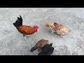 Anak Ayam Ekor Lidi Memiliki Ekor Yang Panjang Dan kamu , Merawat Anak Ayam Hias Import Aseel Parrot