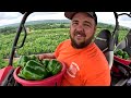 My FIRST Tomato harvest