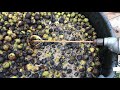 Processing Walnuts: Removing the Husk