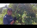 CARA POHON DURIAN SUBUR, CEPAT BESAR DI TANAH TANDUS|| LOHJINAWIFARM@DLTdurian