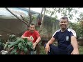 REVIEW BONSAI KELAPA 🌴🌴😱SUPER GIMBAL DAN KERDIL